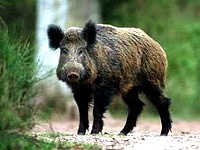 Сегодня Всемирный день животных