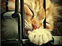 Перекупщики животных: бизнес, от которого мороз по коже