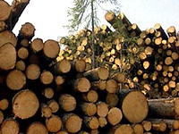 "Инновационная" экономика предполагает продажу леса