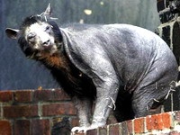 В зоопарке Лейпцига облысели медведи