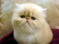 Опрос: Латвию можно сравнить с "обмочившимся котенком"