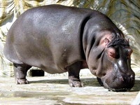 Из частного зоопарка в Черногории сбежал бегемот