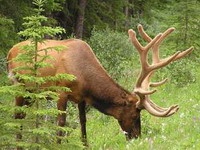 Молодые немцы растеряли знания о природе