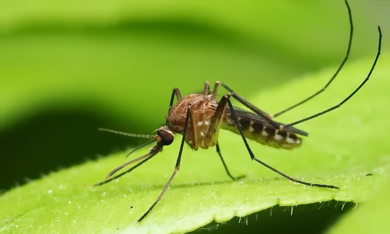 Из-за изменения климата в Европе распространяются комары с малярией и денге
