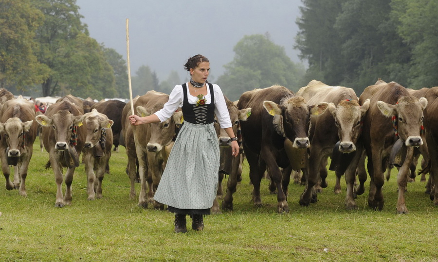 Датских животноводов обложат налогом за парниковые газы